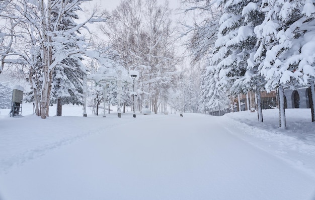 Estrada de neve com marcas de pneus na floresta em dia nublado de inverno