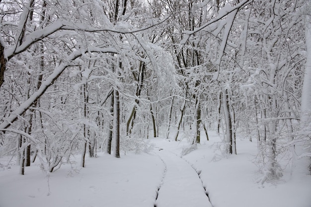 Foto estrada de neve na floresta de inverno