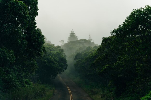 Foto estrada de nevoeiro sinuosa do waimea canyon drive na ilha de kauai, no havaí