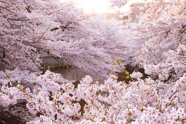 Estrada de pedestres de outono Paisagem de árvores Sakura