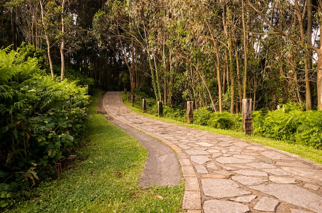 Estrada de pedra do enrolamento através da floresta verde ensolarada iluminada por raios de sol.