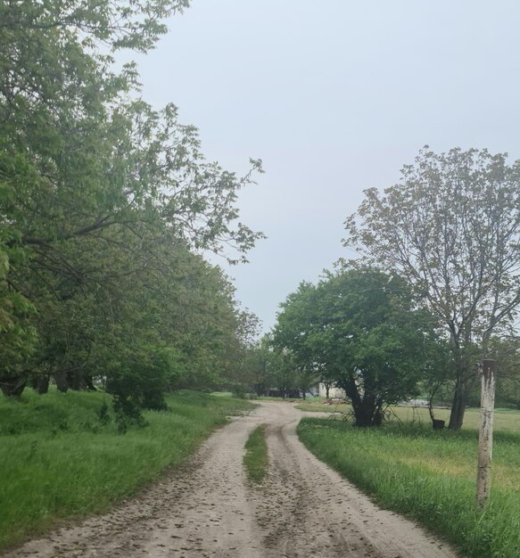 Estrada de Southry com árvores