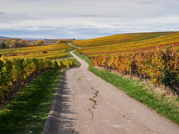 Foto estrada de terra ao longo da paisagem rural