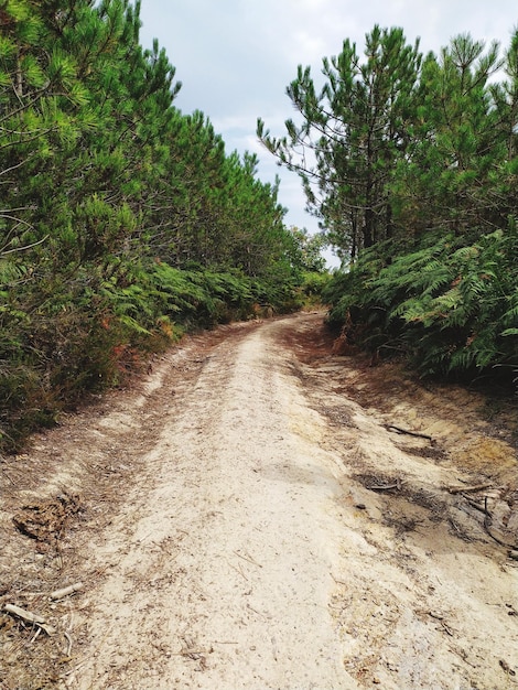 Foto estrada de terra ao longo de árvores e plantas