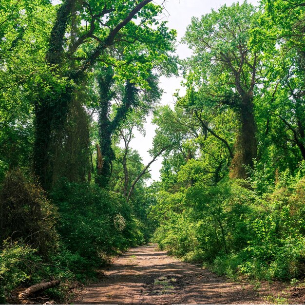 Estrada de terra através da floresta de cipós subtropical