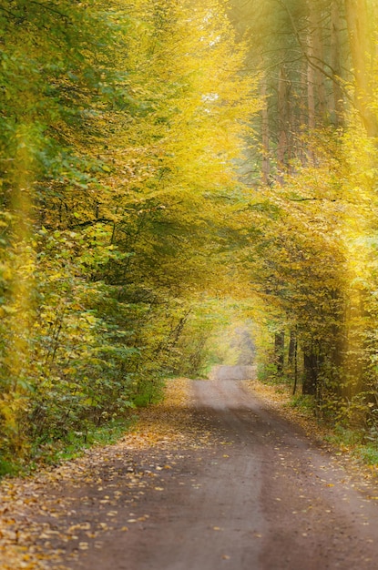 Estrada de terra através da folhagem colorida do outono Túnel de outono através do campo arborizado Caminho de túnel de outono incrível através de uma floresta colorida