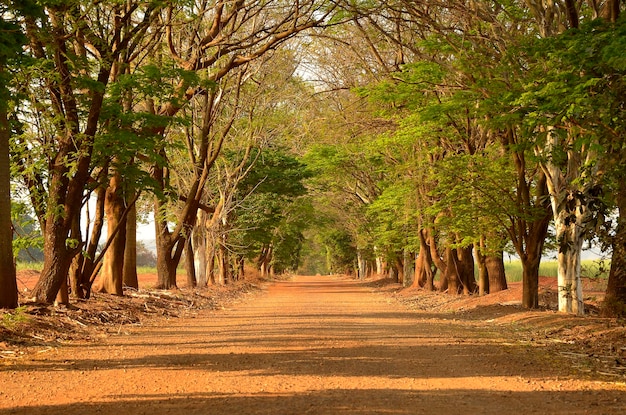 estrada de terra com árvores ao redor