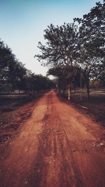 Foto estrada de terra em meio a árvores contra o céu