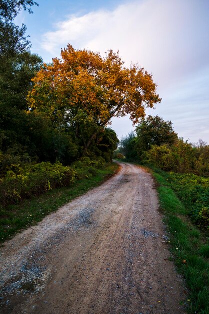 Foto estrada de terra em meio a árvores contra o céu