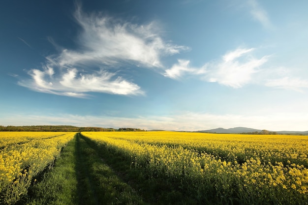 Estrada de terra em um campo de estupro ao anoitecer