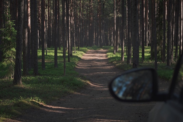 Estrada de terra em uma bela floresta de pinheiros