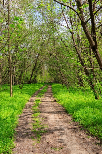 Estrada de terra em uma floresta verde na primavera