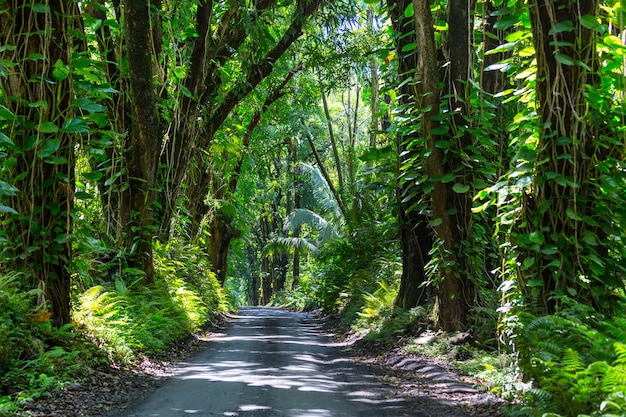 Estrada de terra em uma selva remota em big island, havaí