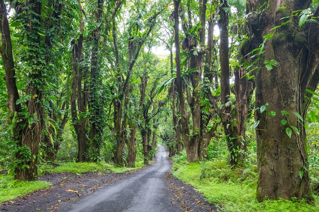 Estrada de terra em uma selva remota em Big Island, Havaí