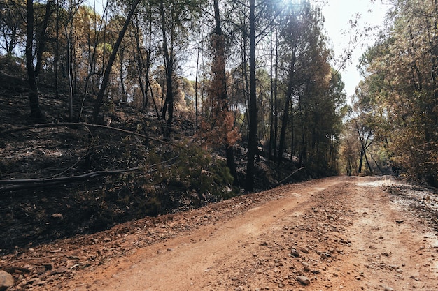 Estrada de terra entre a floresta de baixo ângulo