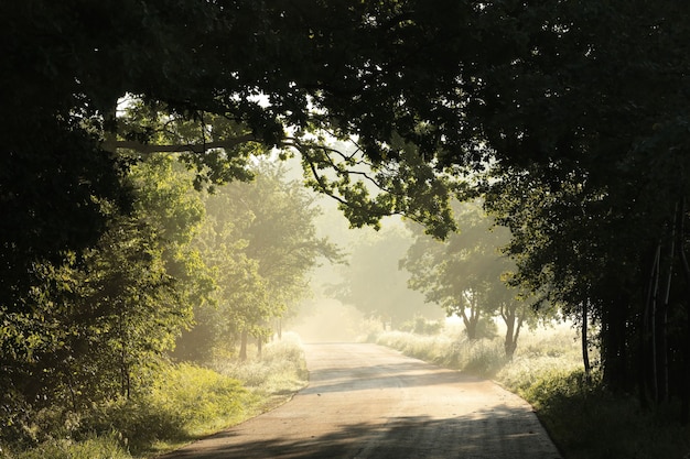 Estrada de terra entre árvores de bordo após chuva em uma manhã nublada de primavera