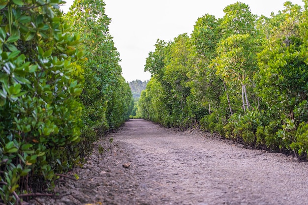 Estrada de terra entre manguezais em um dia ensolarado na ilha de Zanzibar Tanzânia África