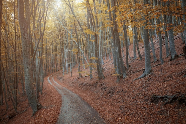 Estrada de terra na floresta de outono amarelo