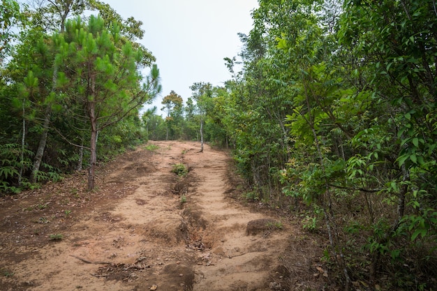 Estrada de terra na floresta. pista de caminhada na montanha.