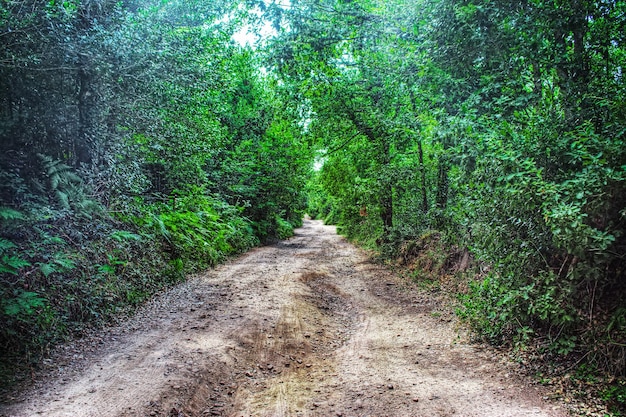 Estrada de terra na floresta Sardenha