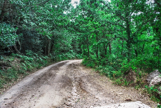 Estrada de terra na floresta sardenha