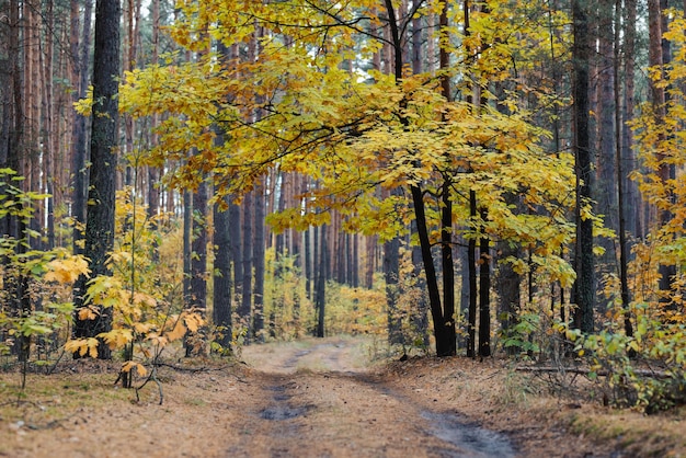 Foto estrada de terra na floresta sombria de outono com árvores altas