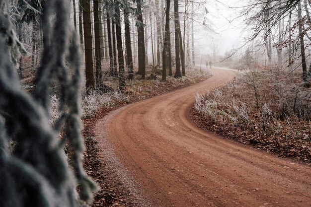 Foto estrada de terra na floresta