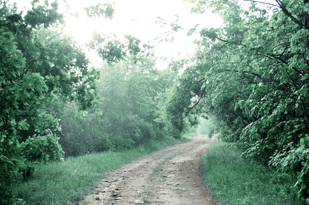 Estrada de terra na floresta