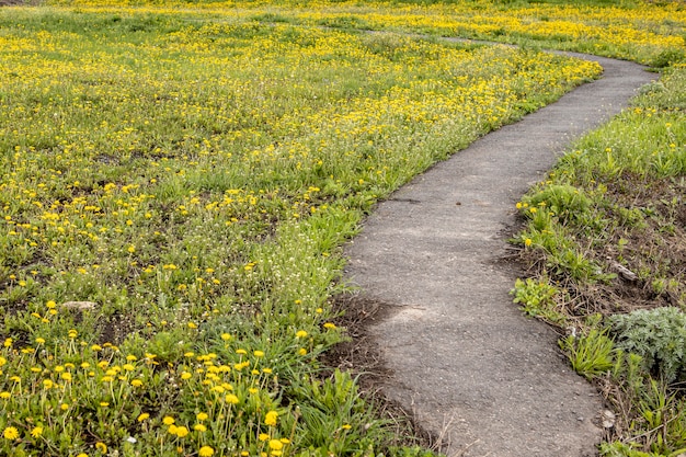 estrada de terra não pavimentada passa por um belo prado e árvores