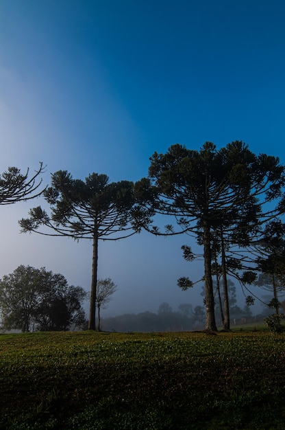 Estrada de terra nas regiões montanhosas do sul do Brasil com paisagem de araucárias