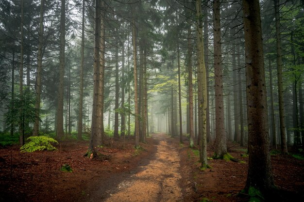 Foto estrada de terra no meio de árvores na floresta