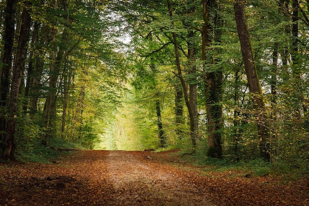 Estrada de terra no meio de árvores na floresta