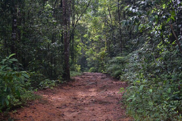 Foto estrada de terra no meio de árvores na floresta