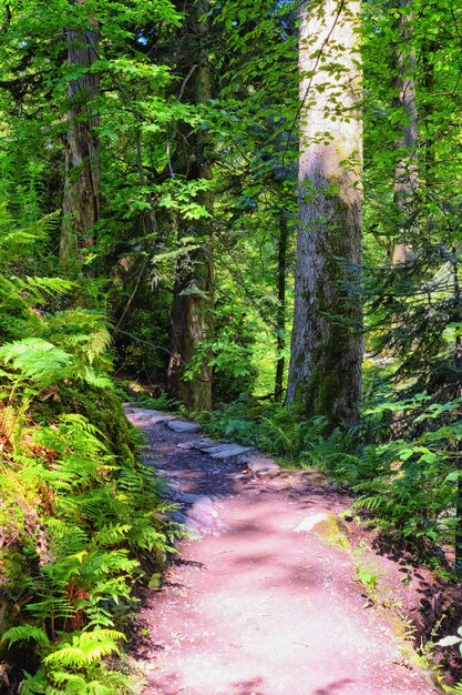 Foto estrada de terra no meio de árvores na floresta