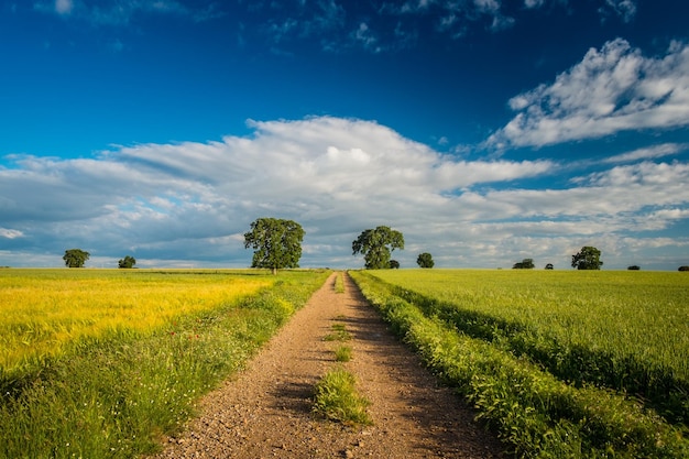 Estrada de terra no meio do campo contra o céu