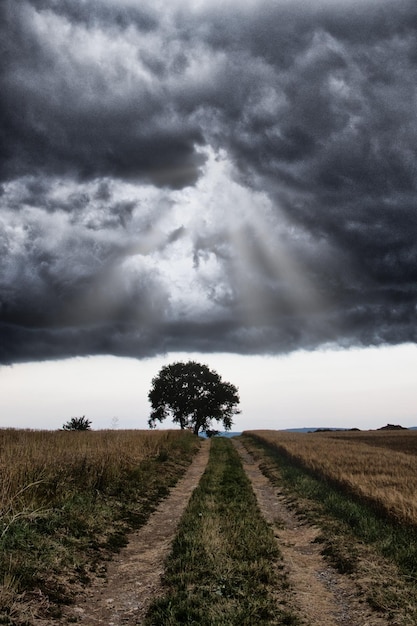 Foto estrada de terra no meio do campo contra o céu