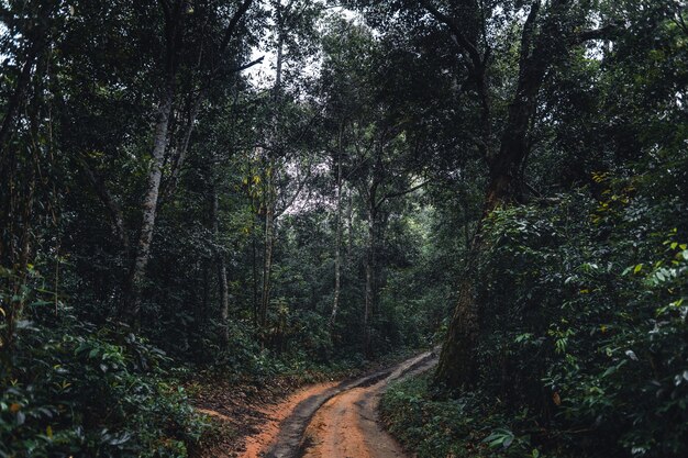 Estrada de terra para a floresta na estação das chuvas tropicais