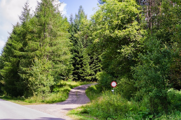 Estrada de terra passando por floresta de coníferas e decíduas em um dia ensolarado de verão