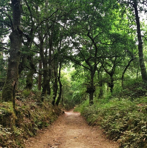 Foto estrada de terra que passa pela floresta