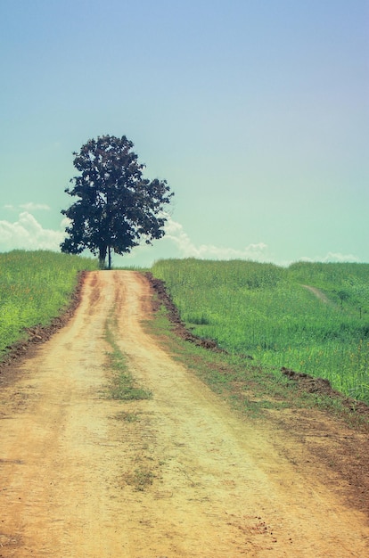 Foto estrada de terra que passa por um campo gramado