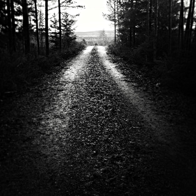 Foto estrada de terra vazia ao longo de árvores de silhueta