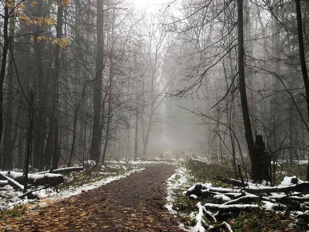 Estrada de terra vazia coberta de folhas caídas e primeira neve na floresta em um dia de outono enevoado