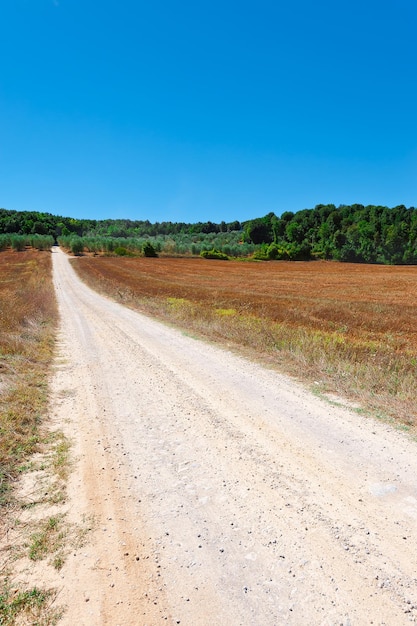 Estrada de terra