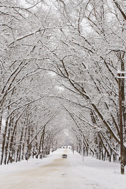 Estrada do beco nevado do inverno. ramos de choupos. carros na sinuosa rua de asfalto rural coberta de neve na cidade. país das maravilhas do inverno após a nevasca. férias de natal, viagens. vertical