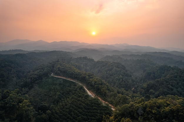 Estrada e árvores verdes de cima na estrada florestal de verão