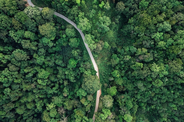 Estrada e árvores verdes de cima na estrada florestal de verão