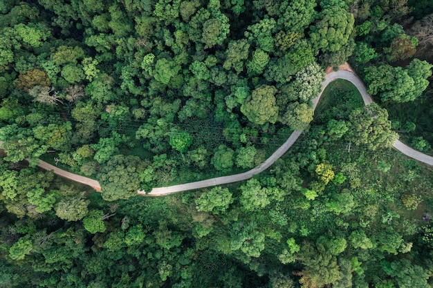 Estrada e árvores verdes de cima na estrada florestal de verão