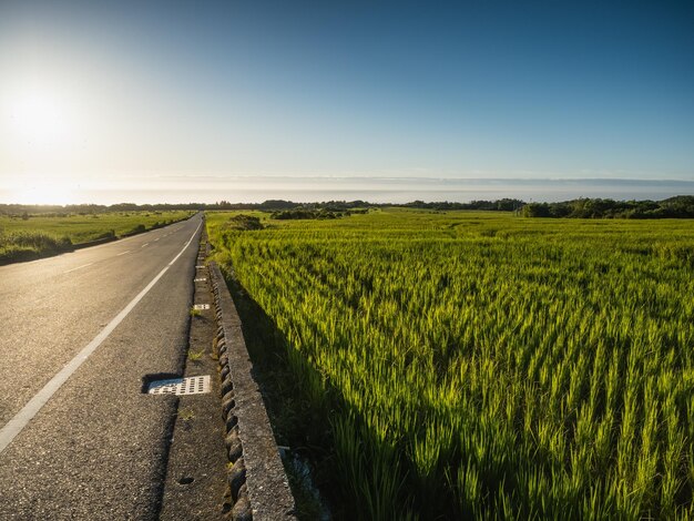 Foto estrada e campos de arroz em um dia ensolarado