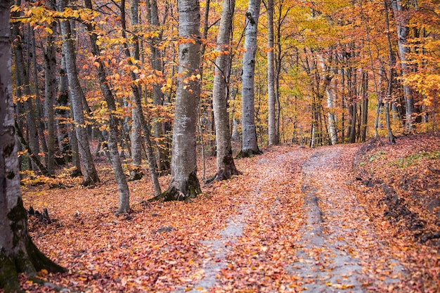 Estrada em floresta