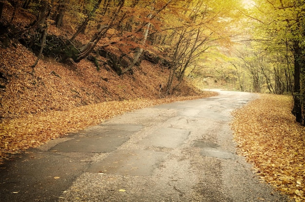 Estrada em madeira de outono. composição da paisagem natural.